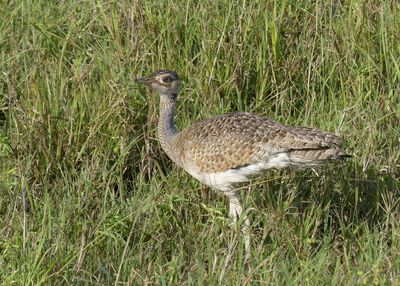 White-bellied Bustard_P1040282.jpg