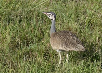 White-bellied Bustard_P1040283.jpg
