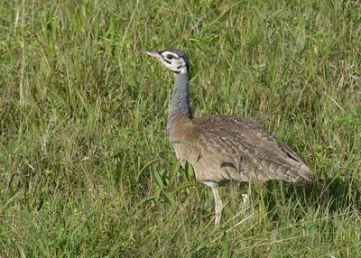 White-bellied Bustard_P1040286Rev.jpg