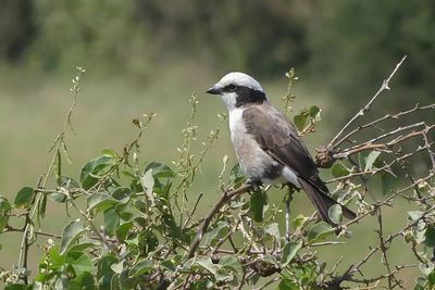White-crowned Shrike_P1040454.jpg