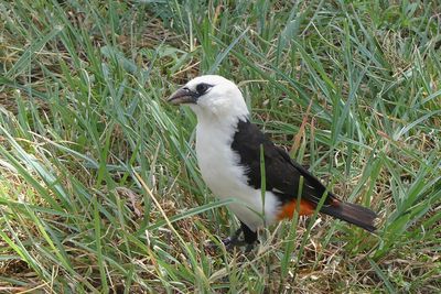 White-headed Buffalo-Weaver_P1040676.jpg
