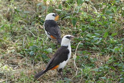 White-headed Buffalo-Weaver_P1040698.jpg
