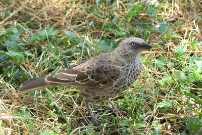 Rufous-tailed Weaver_P1040700.jpg