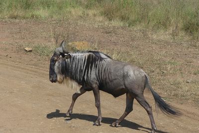 Wilderbeest_P1040470.jpg