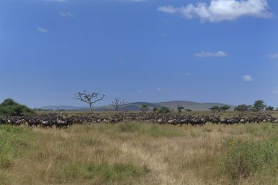 Wilderbeest_P1040472.jpg