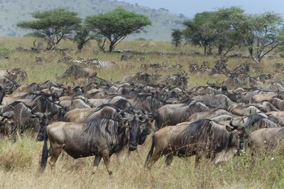 Wilderbeest_P1040481.jpg