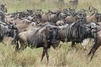 Wilderbeest_P1040488.jpg