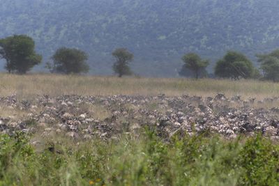 Wilderbeest_P1040506.jpg