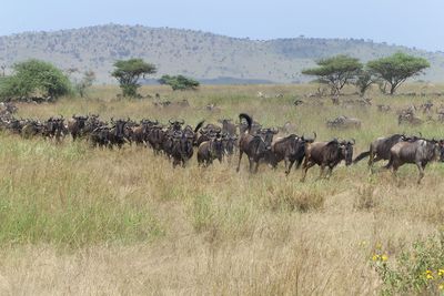 Wilderbeest_P1040511.jpg
