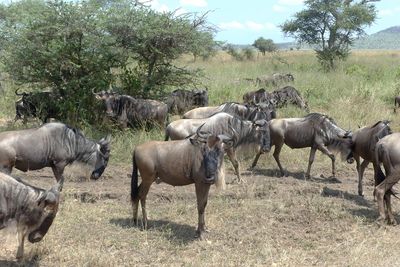 Wilderbeest_P1040521.jpg