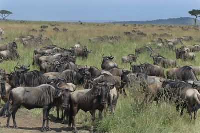 Wilderbeest_P1040529.jpg