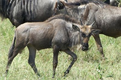 Wilderbeest_P1040532.jpg