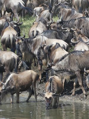 Wilderbeest_P1040557.jpg