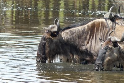 Wilderbeest_P1040561.jpg