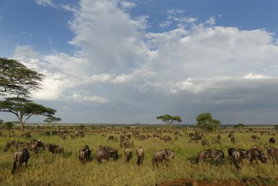 Wilderbeest_P1040844.jpg