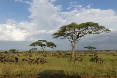 Wilderbeest_P1040845.jpg