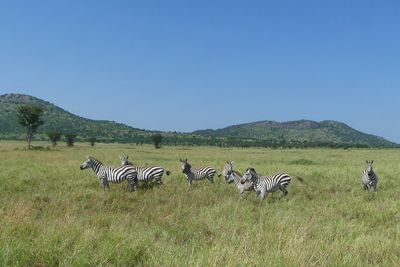 Plains Zebra_P1040442.jpg