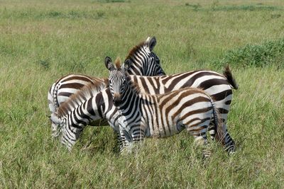 Plains Zebra_P1040444.jpg
