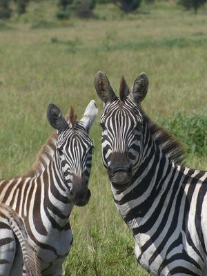 Plains Zebra_P1040447Rev.jpg