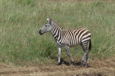 Plains Zebra_P1040440.jpg