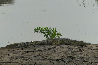 Nile Crocodile_PP1040837Rev.jpg