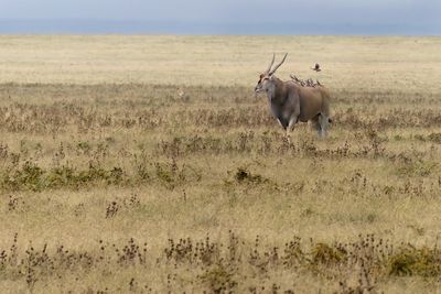 Eland & Oxpeckers_P1050045Rev.jpg