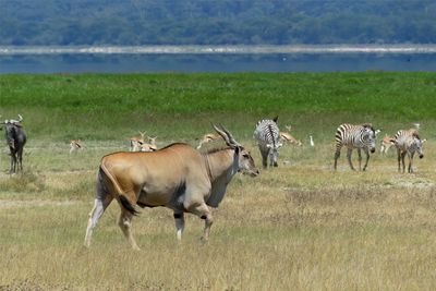 Eland_P1050105.jpg