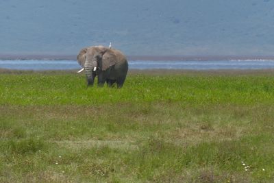 African Elephant & Western Cattle Egret_P1050121.jpg
