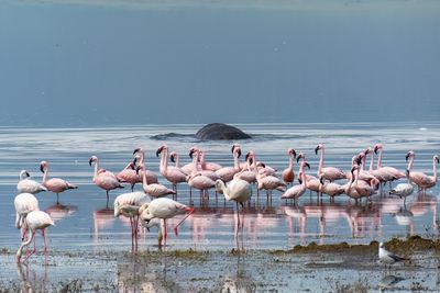 Lesser Flamingo_P1050069.jpg
