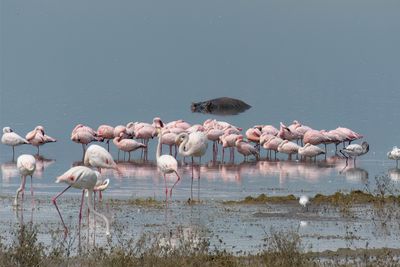 Lesser Flamingo_P1050063.jpg