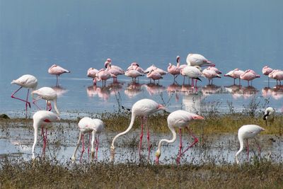 Lesser Flamingo_P1050064.jpg