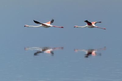 Lesser Flamingo_P1050066.jpg