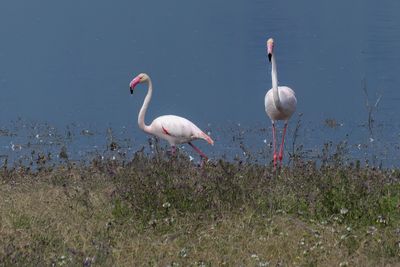 Lesser Flamingo_P1050079.jpg