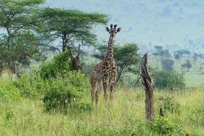 Masai Giraffe_P1040862Rev.jpg