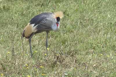 Grey-crowned Crane_P1050167.jpg