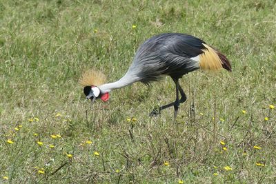 Grey-crowned Crane_P1050168.jpg