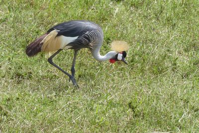 Grey-crowned Crane_P1050176.jpg