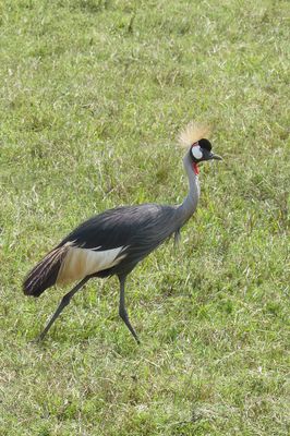 Grey-crowned Crane_P1050182.jpg