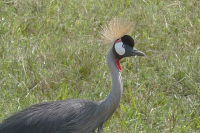 Grey-crowned Crane_P1050182Rev.jpg