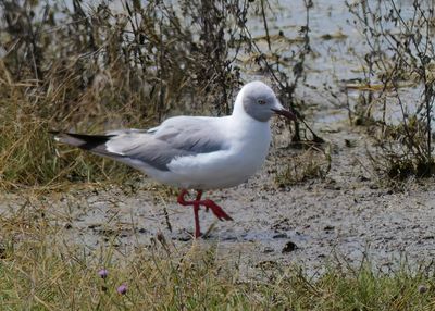 Grey-headed Gull_P1050085.jpg