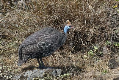 Helmeted Guineafowl_P1050187.jpg