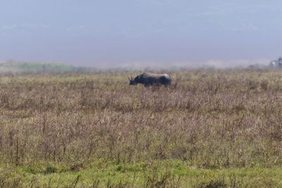 Black Rhinoceros_P1050172.jpg