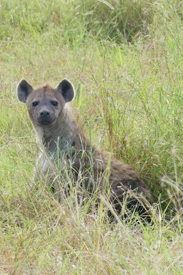 Spotted Hynea_P1040884.jpg