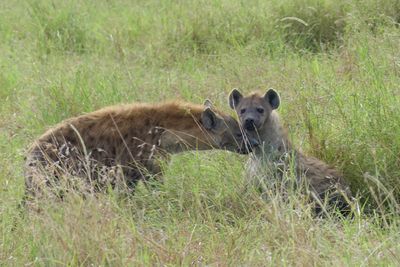 Spotted Hynea_P1040890.jpg
