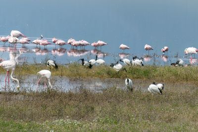 Lesser Flamimngos & African Sacred Ibis_P1050061.jpg