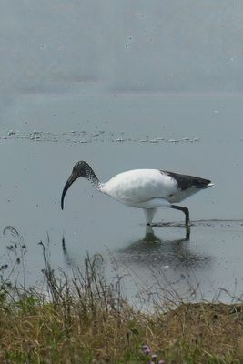 African Sacred Ibis_P1050070.jpg