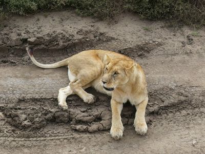 African Lion_P1040899Rev.jpg