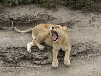 African Lion_P1040901rev.jpg