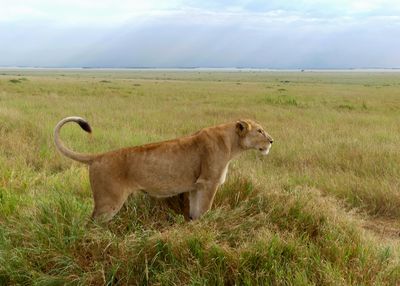 African Lion_P1040921.jpgRev2.jpg