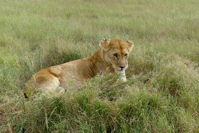African Lion_P1040922.jpg